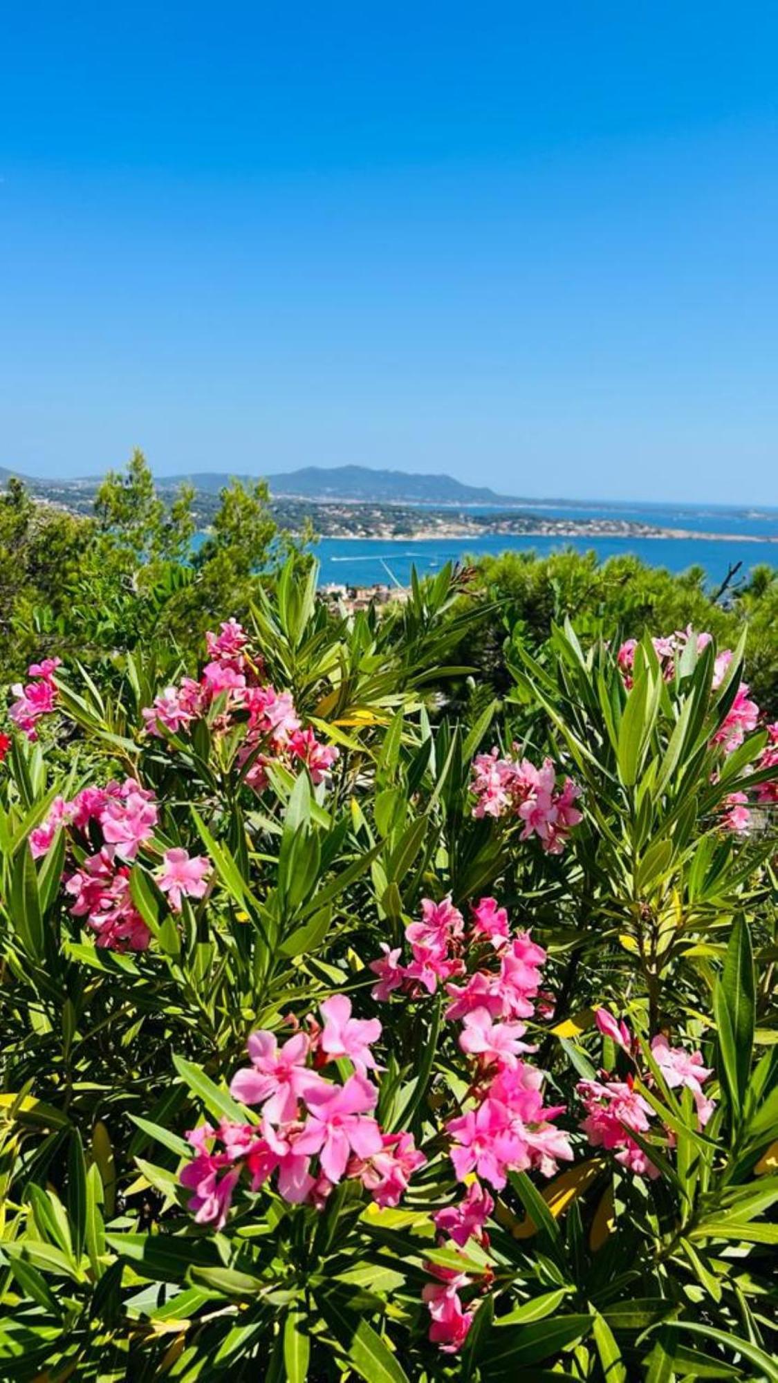 Vue Mer Imprenable Et Piscine Bandol Eksteriør bilde